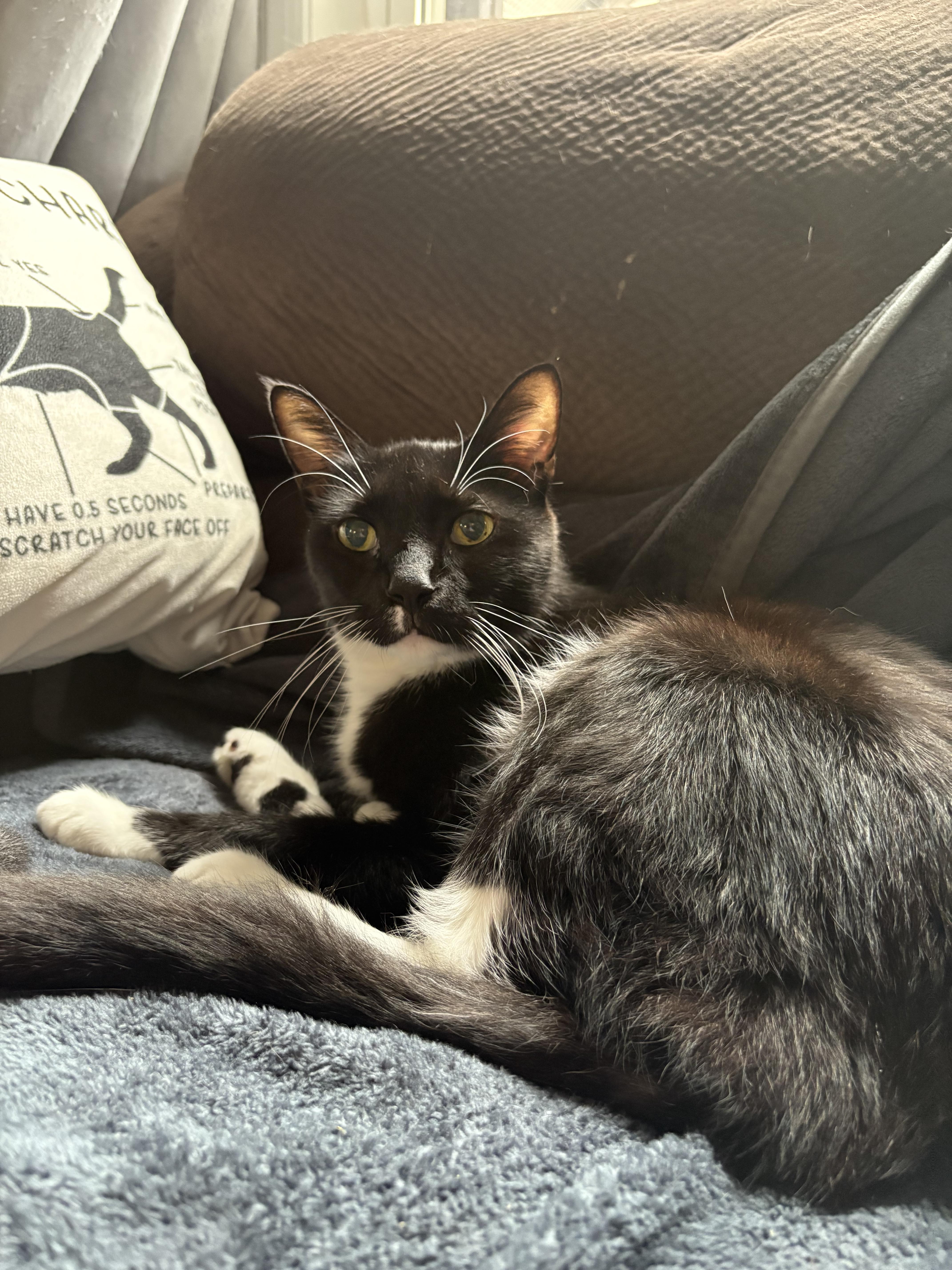 Dominic, a Adoptable Domestic Short Hair in Chesapeake Beach, MD image 2/6