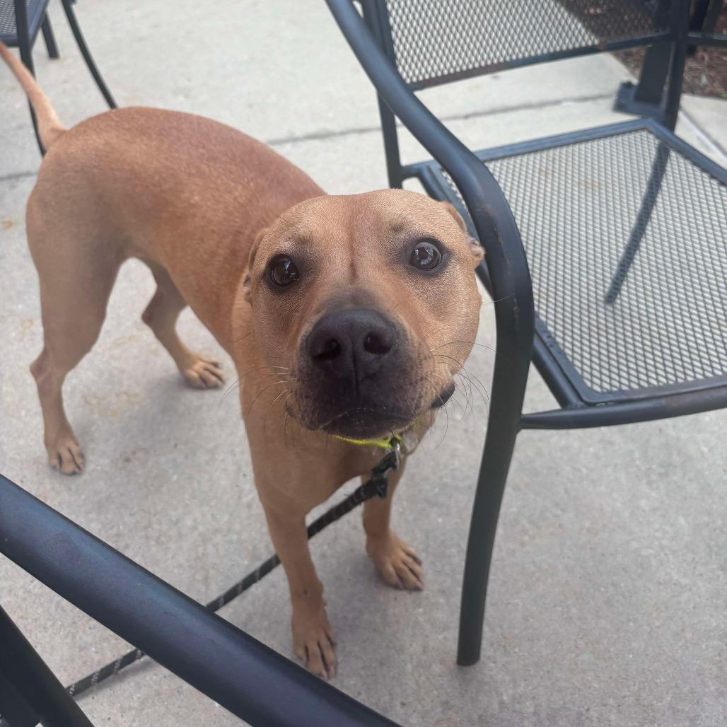 Bailey, Adoptable, Adult Female Pit Bull Terrier.