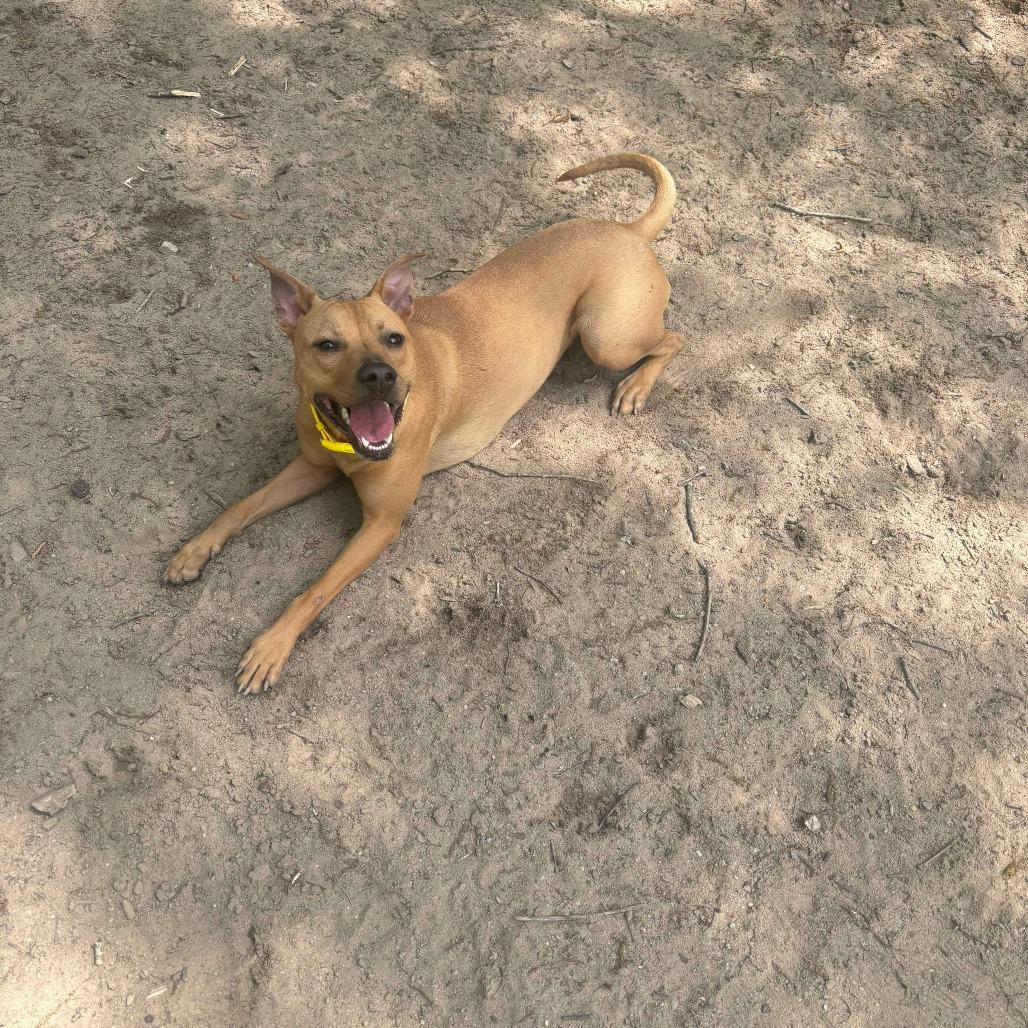 Enlarge Bailey, a Adoptable Pit Bull Terrier in Hope Mills, NC image 2/3