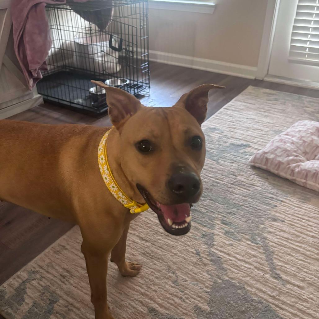 Enlarge Bailey, a Adoptable Pit Bull Terrier in Hope Mills, NC image 3/3