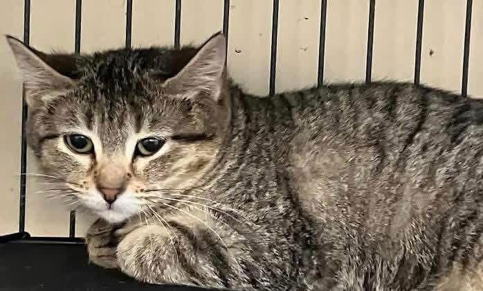 BUNNY, Adoptable, Young Female Tabby.
