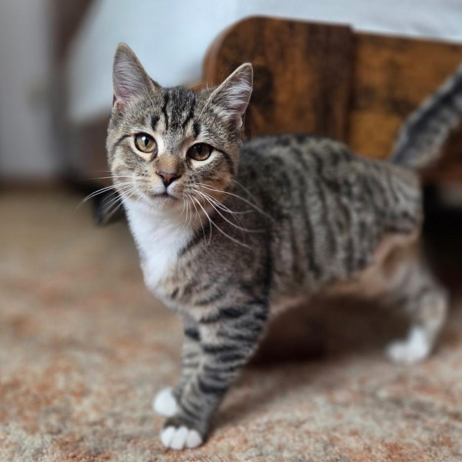 Enlarge Navy (tripod), an adopted Domestic Short Hair in Roanoke, VA image 1/1