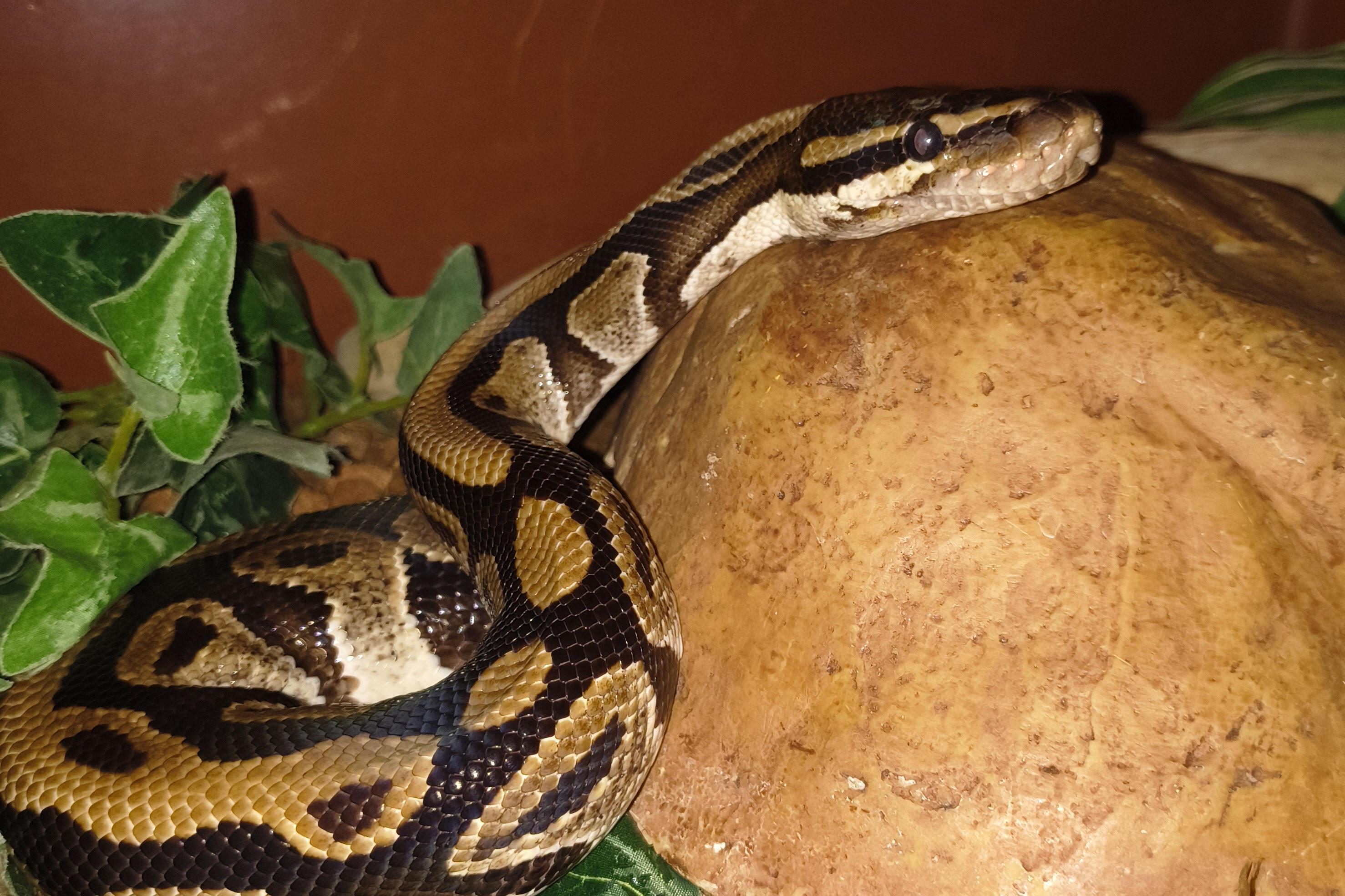 Gary, Ball Python, ADOPTABLE, Adult Male Ball Python.