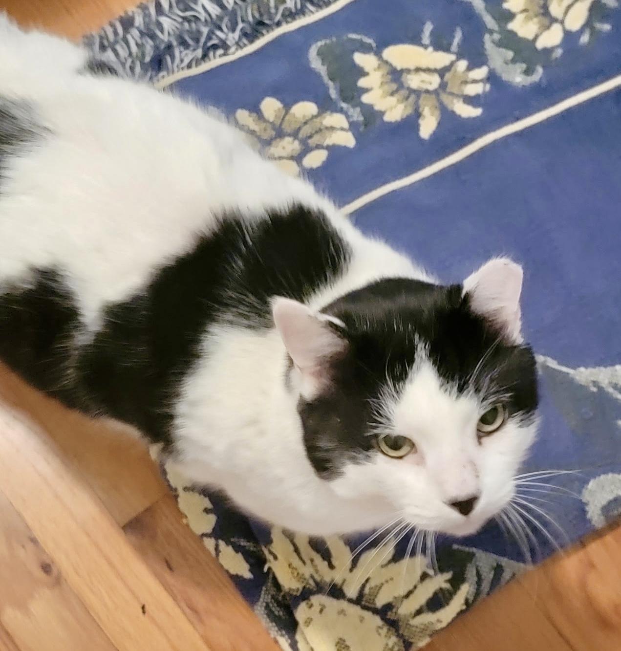 Enlarge Moo Moo, a ADOPTABLE Domestic Medium Hair in Tallahassee, FL image 6/6