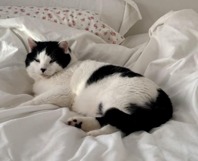 Enlarge Moo Moo, a ADOPTABLE Domestic Medium Hair in Tallahassee, FL image 2/6