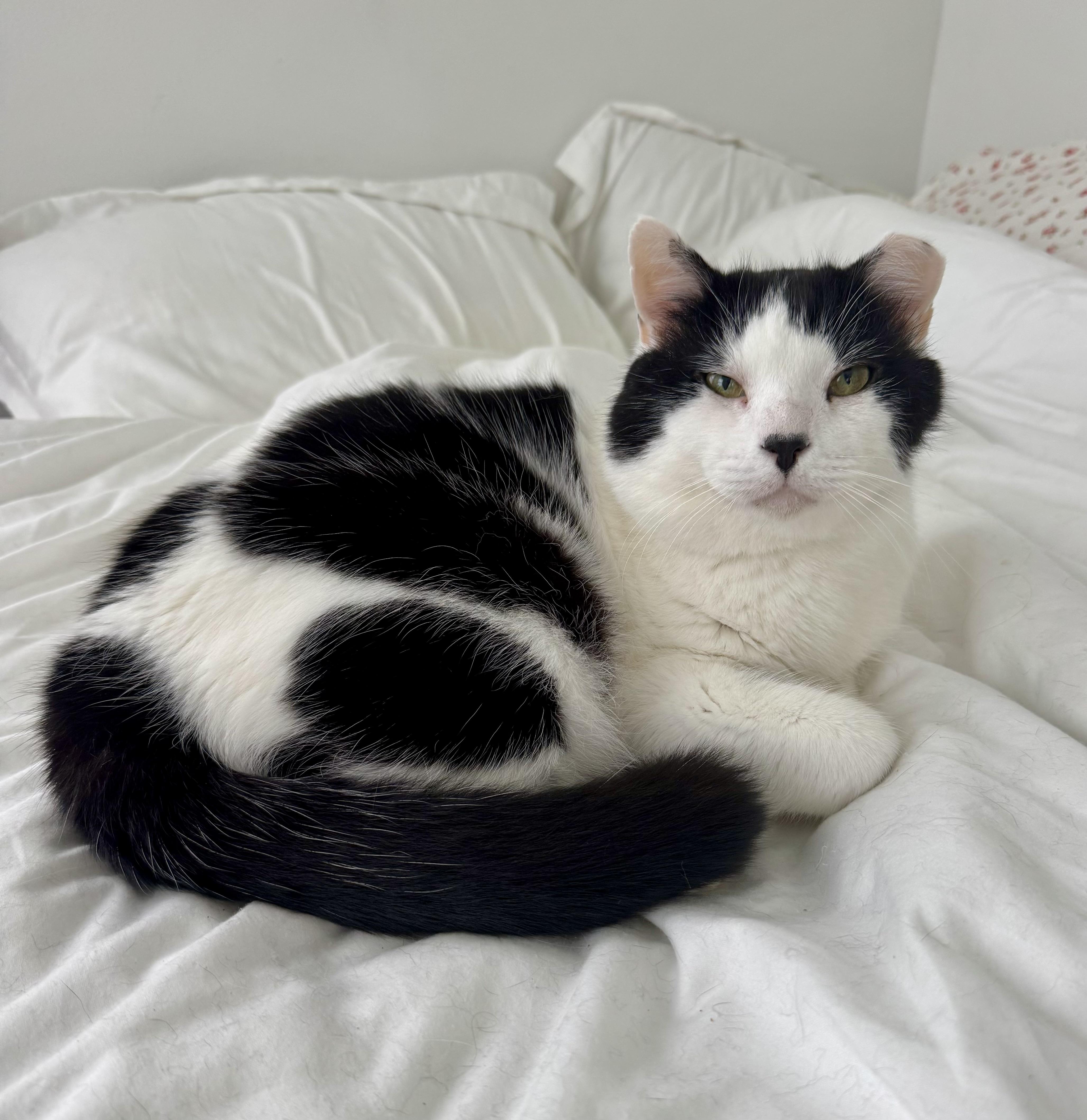 Moo Moo, ADOPTABLE, Adult Male Domestic Medium Hair.