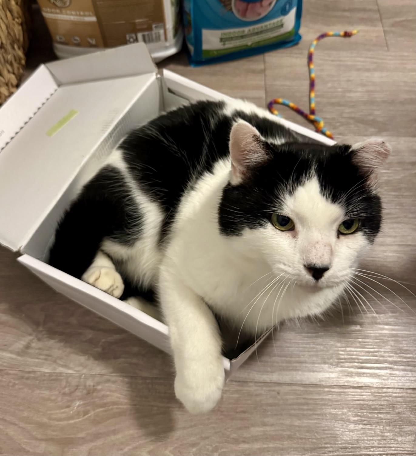 Moo Moo, ADOPTABLE, Adult Male Domestic Medium Hair.