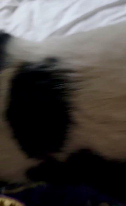 Enlarge Moo Moo, a ADOPTABLE Domestic Medium Hair in Tallahassee, FL video 4/6