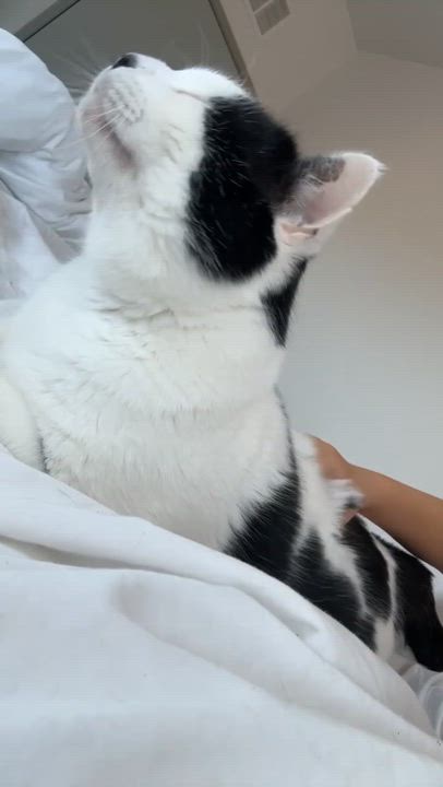 Enlarge Moo Moo, a ADOPTABLE Domestic Medium Hair in Tallahassee, FL video 3/6