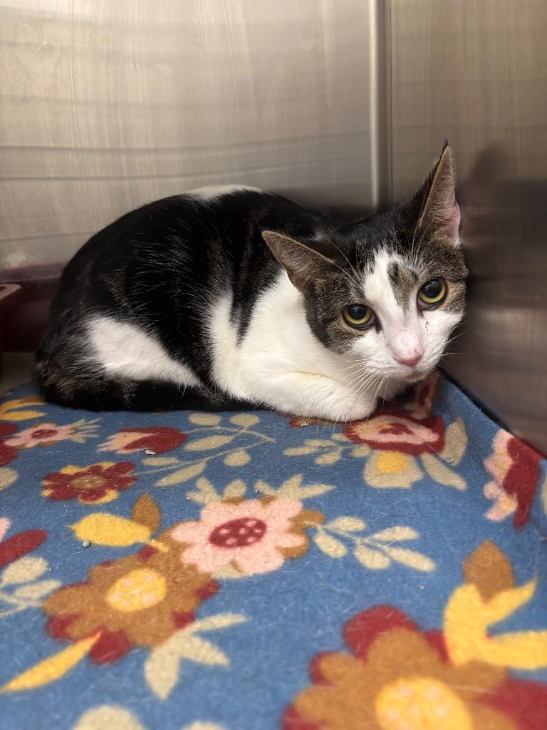 Meg, a ADOPTABLE mixed breed in Frankfort, KY image 2/2