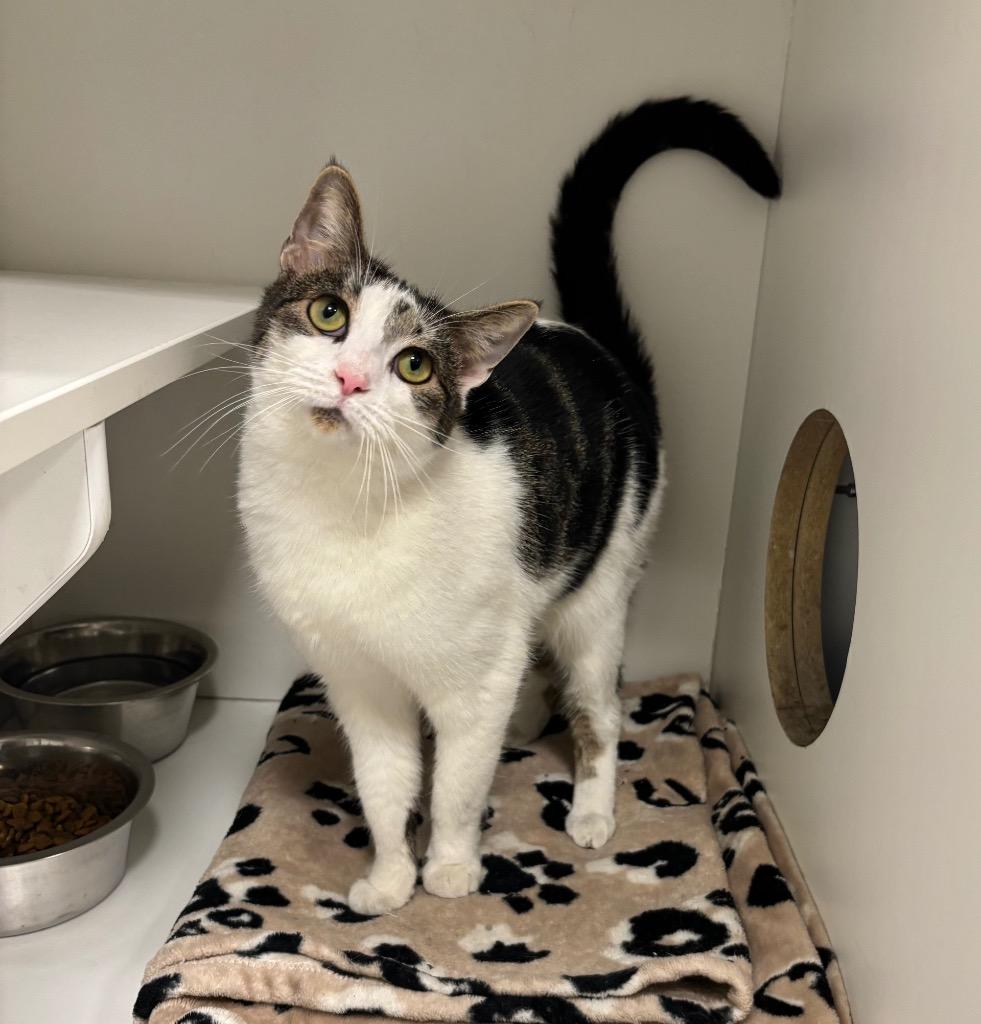 Meg, ADOPTABLE, Young Female Tabby & Domestic Short Hair.