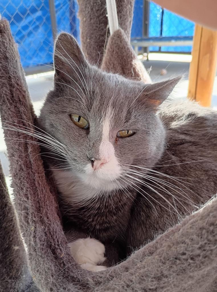 Golden Eyes, Adoptable, Senior Female Domestic Short Hair.