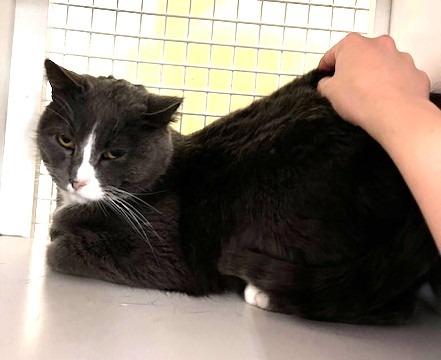 Enlarge Golden Eyes, a Adoptable mixed breed in Ogden, UT image 3/4