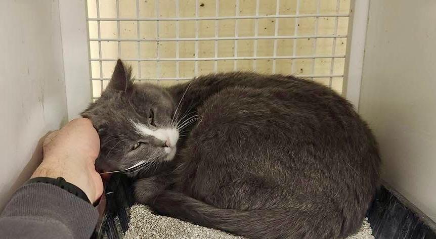 Enlarge Golden Eyes, a Adoptable mixed breed in Ogden, UT image 4/4