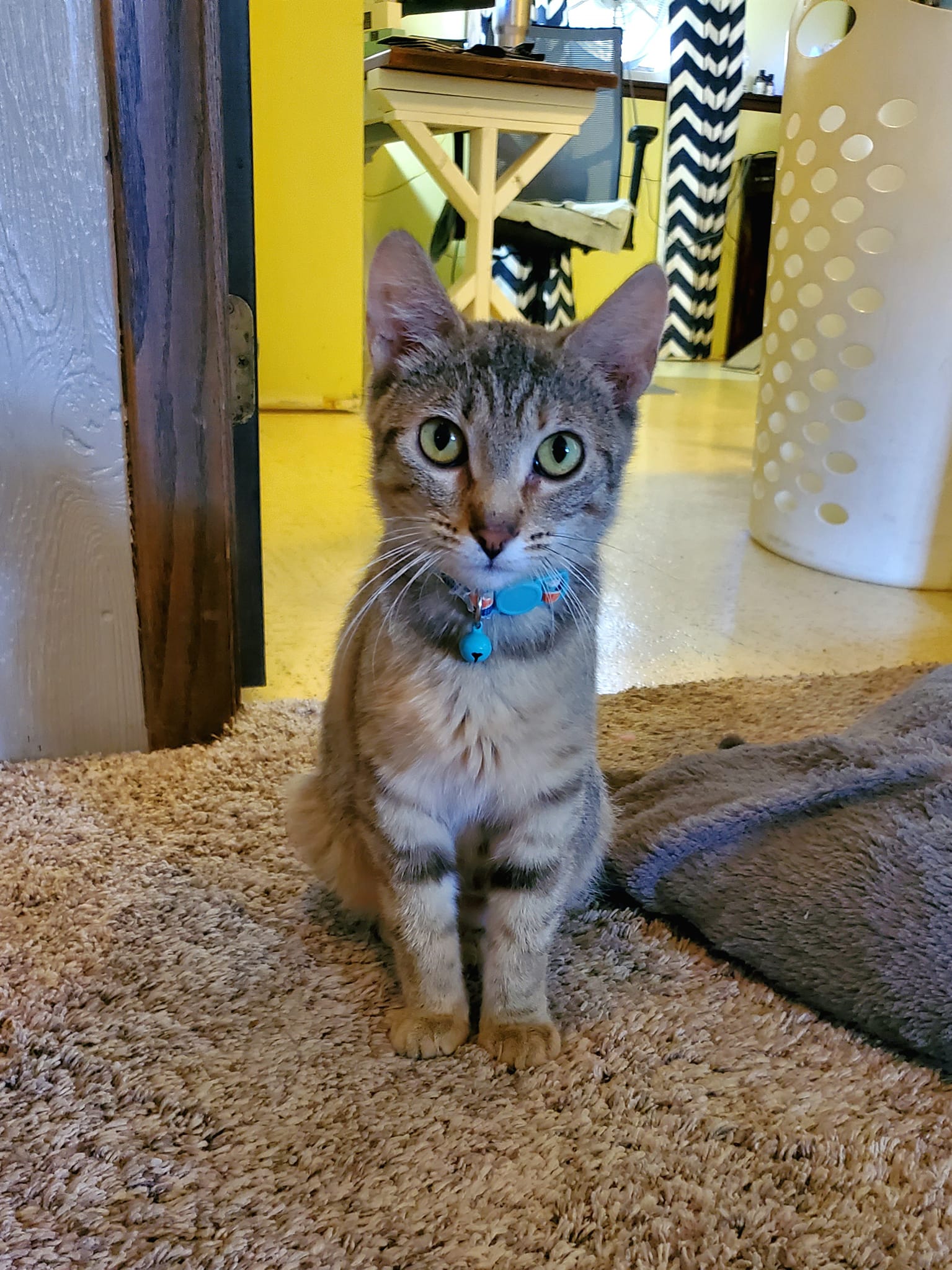 Enlarge Ruby, a Adopted Domestic Short Hair in Edgar, WI image 1/2