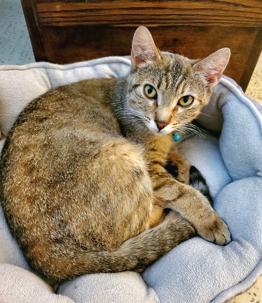 Enlarge Ruby, a Adopted Domestic Short Hair in Edgar, WI image 2/2