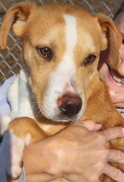 Enlarge CANAL, a Adoptable mixed breed in Brunswick, GA image 1/1