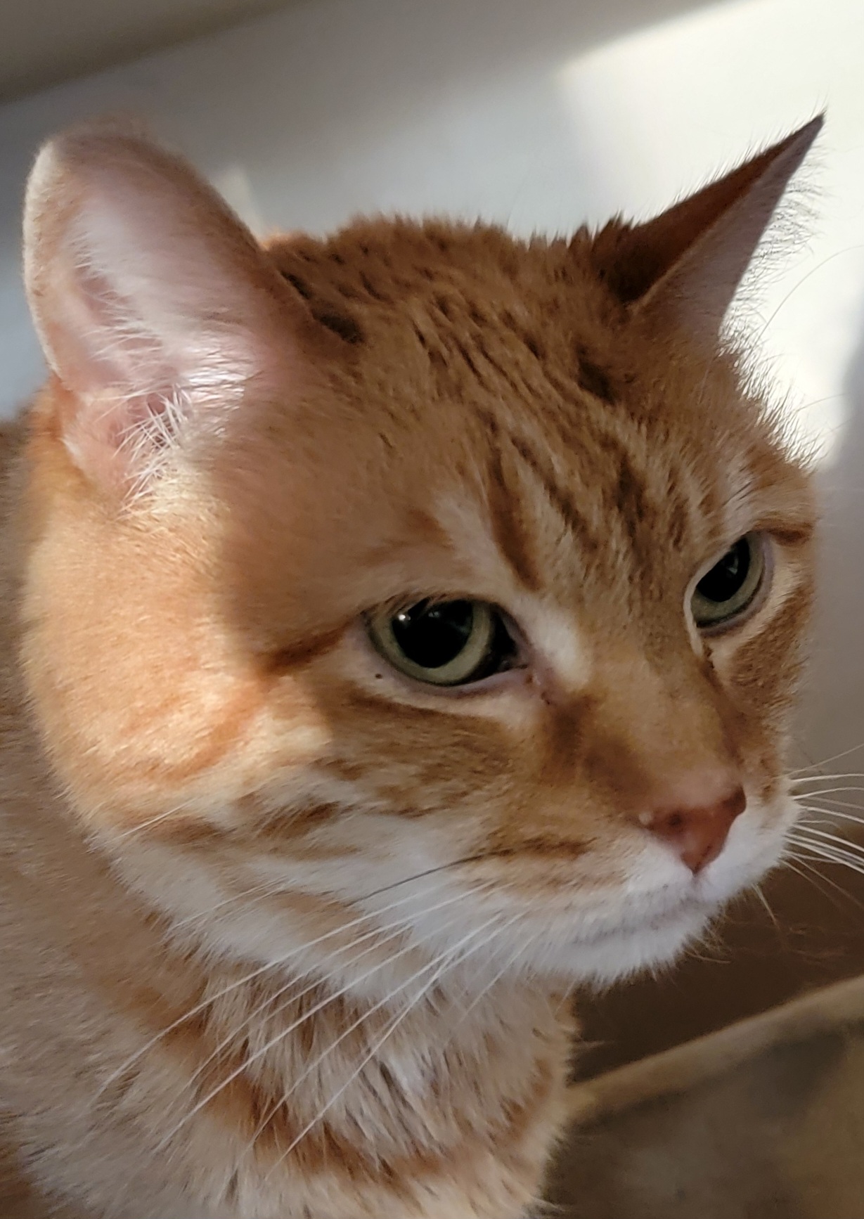 Dollface Nicole, Adult Female unknown