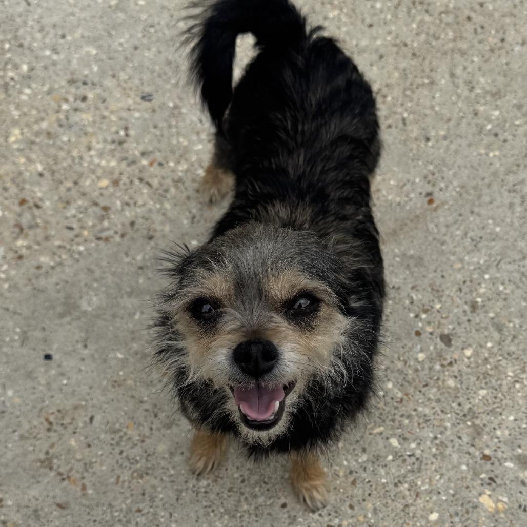 Chi-chi, Adoptable, Adult Female Yorkshire Terrier & Mixed Breed.