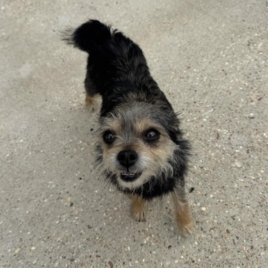 Enlarge Chi-chi, a Adoptable mixed breed in Baton Rouge, LA image 2/4