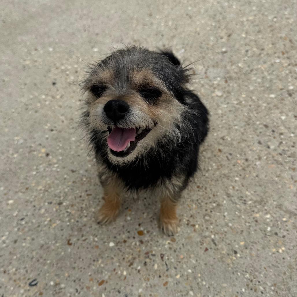 Enlarge Chi-chi, a Adoptable mixed breed in Baton Rouge, LA image 4/4