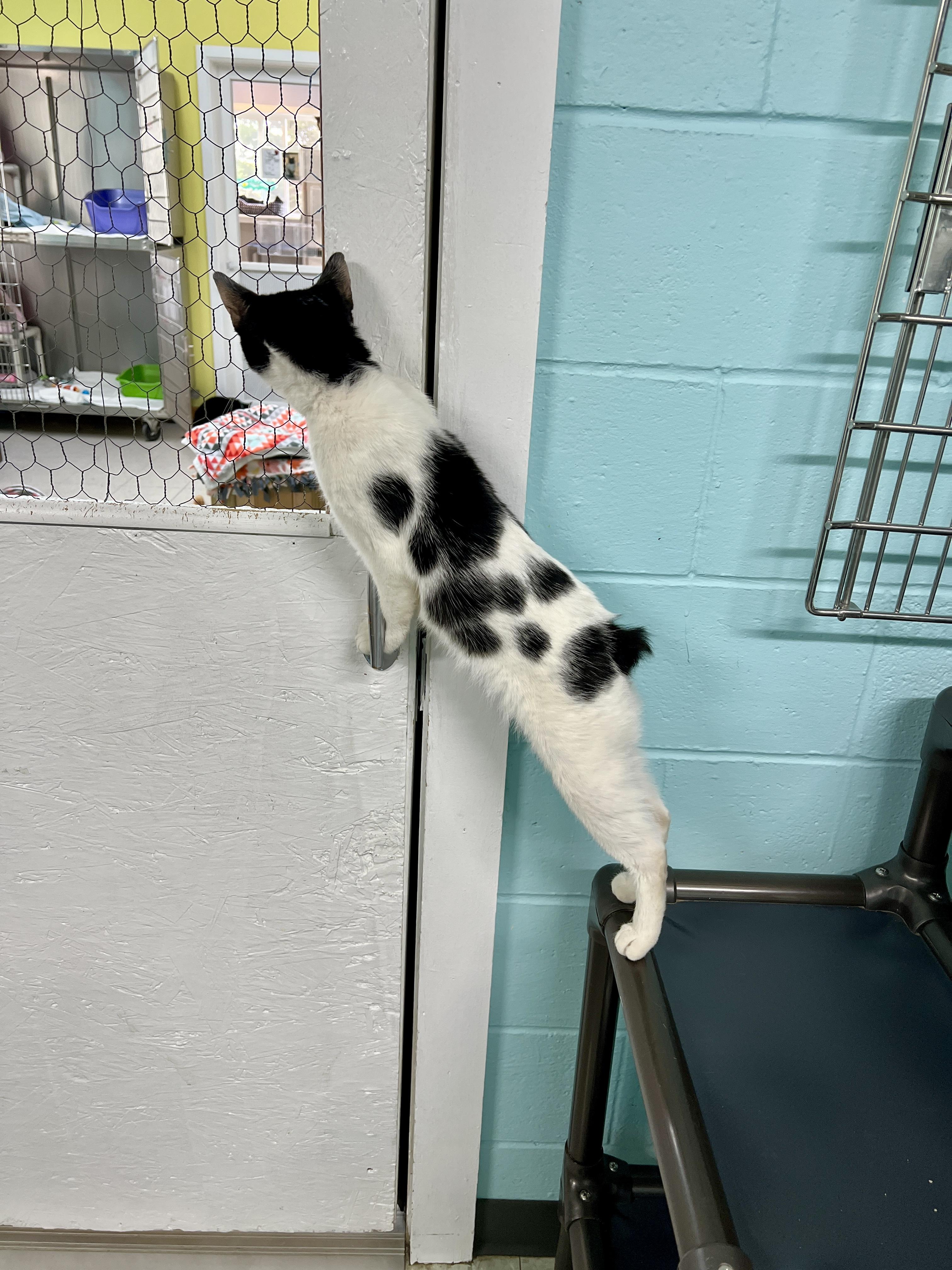 Hazel, a ADOPTABLE Manx in Jamestown, ND image 3/3
