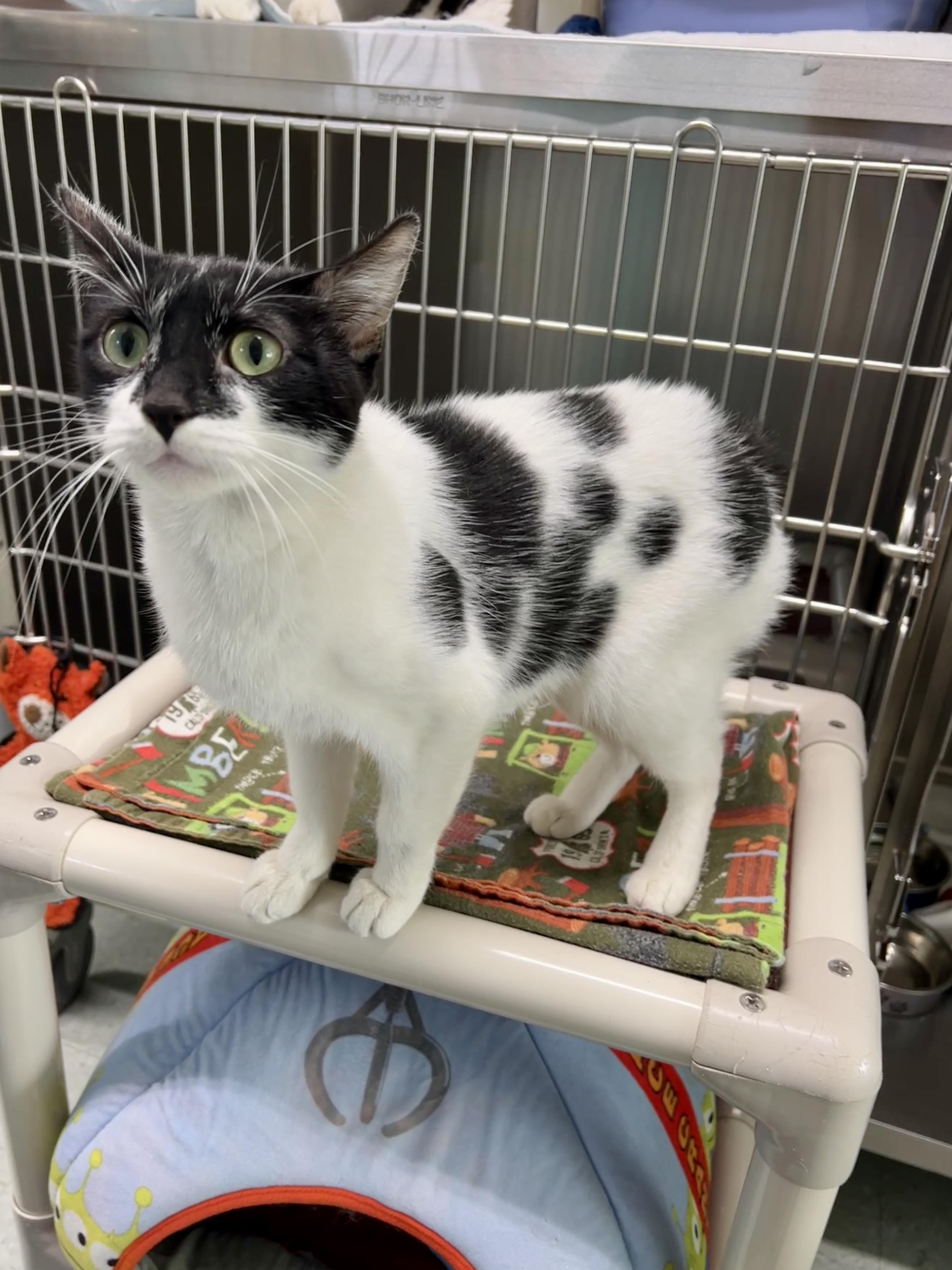 Hazel, a ADOPTABLE Manx in Jamestown, ND image 2/3