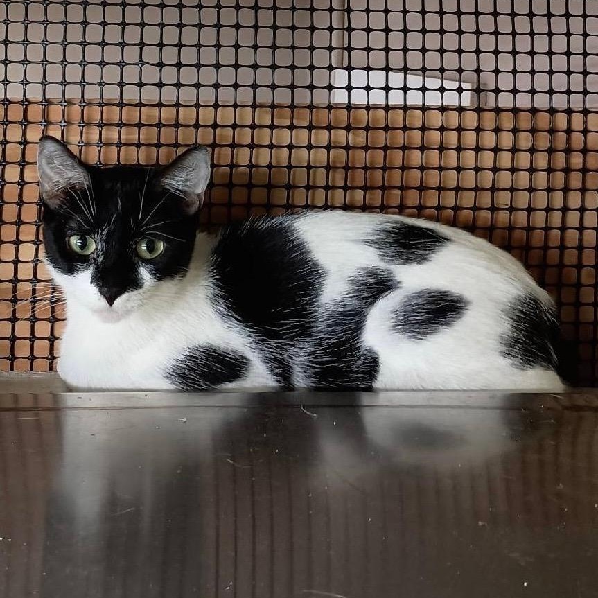 Hazel, ADOPTABLE, Adult Female Manx.
