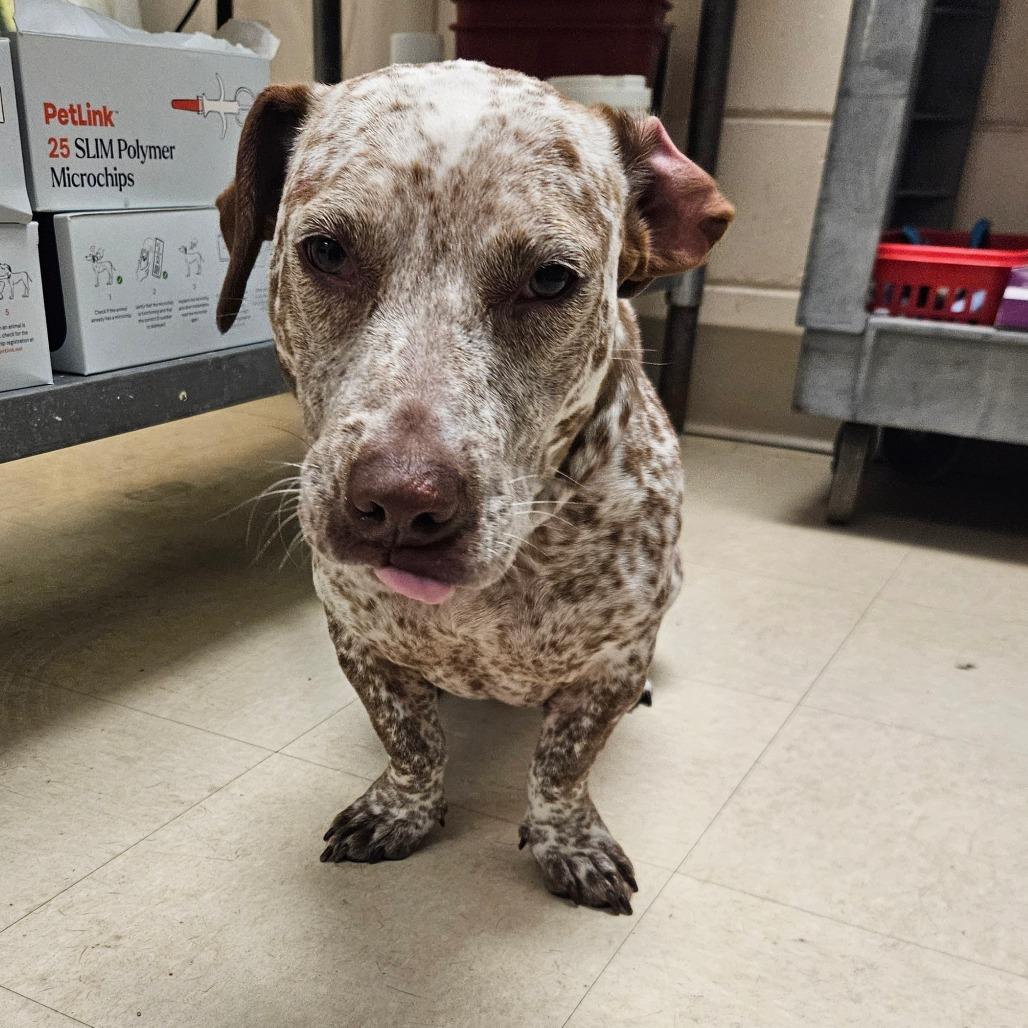 Enlarge SCFL-Stray-67079, a Adoptable Mixed Breed in Lake Panasoffkee, FL image 1/1