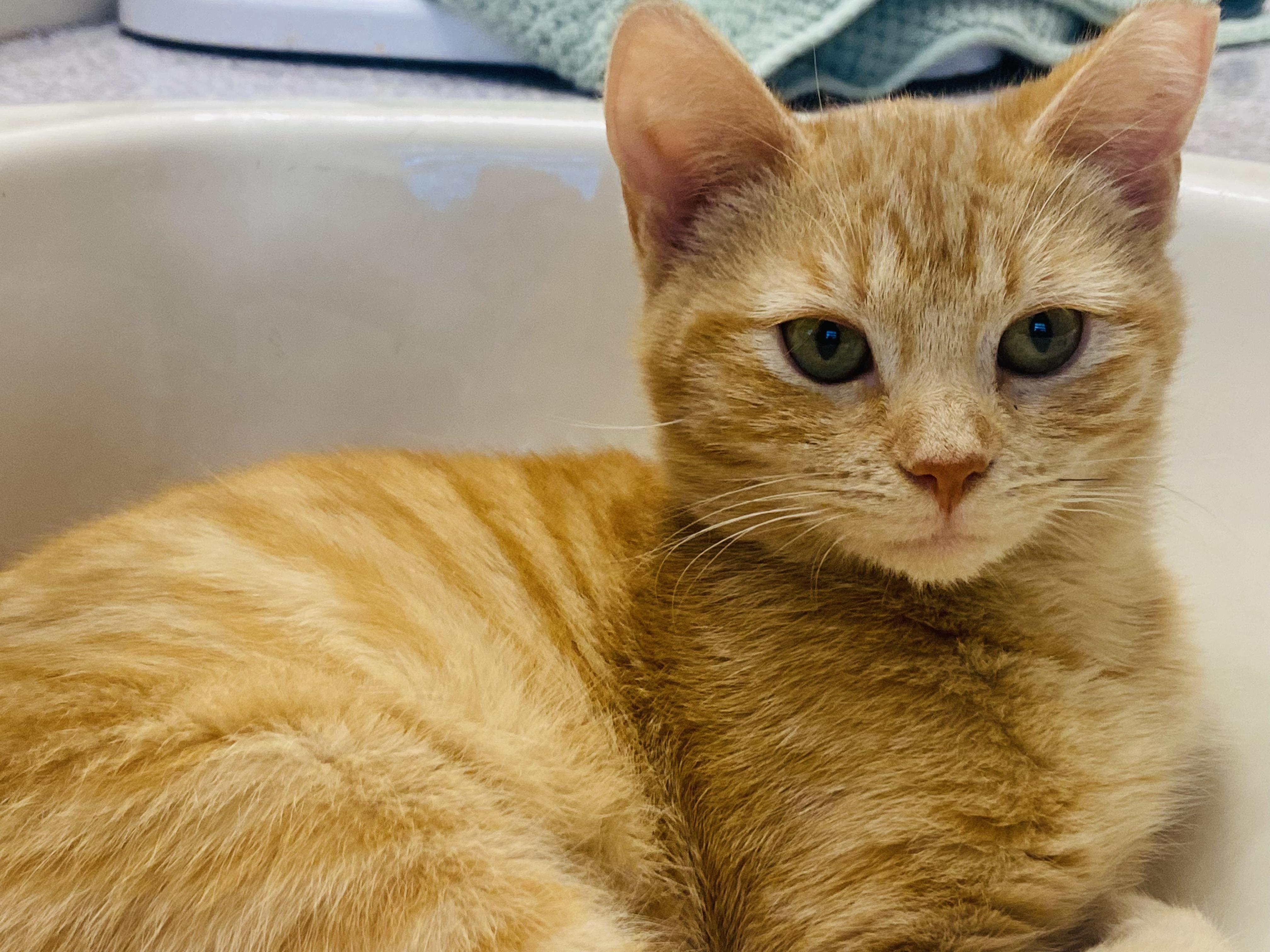 Amara, ADOPTABLE, Kitten Female Domestic Short Hair.