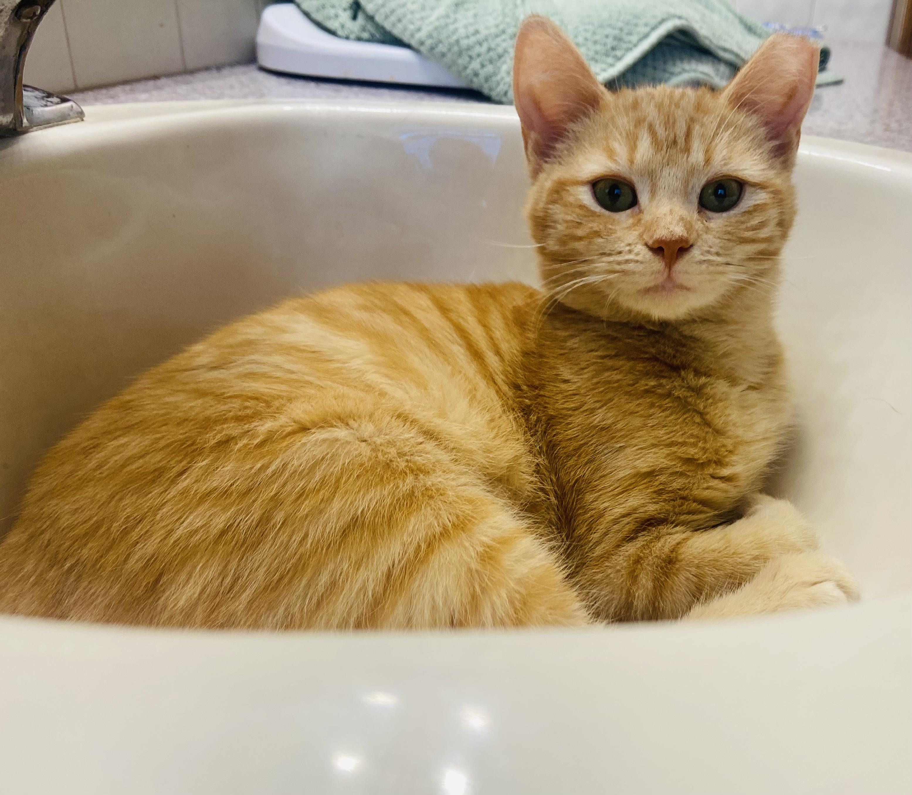 Enlarge Amara, a ADOPTABLE Domestic Short Hair in Massillon , OH image 2/2