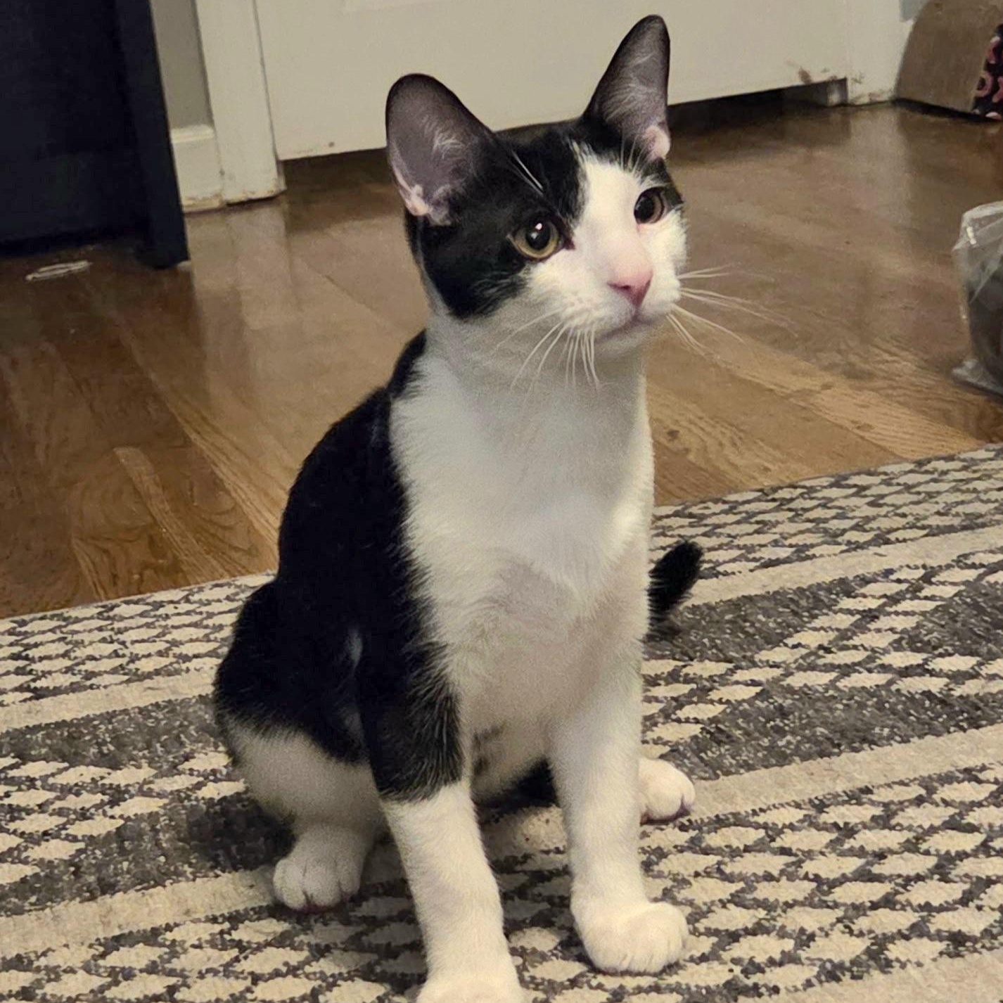 Mixer, Adoptable, Kitten Male Domestic Short Hair.