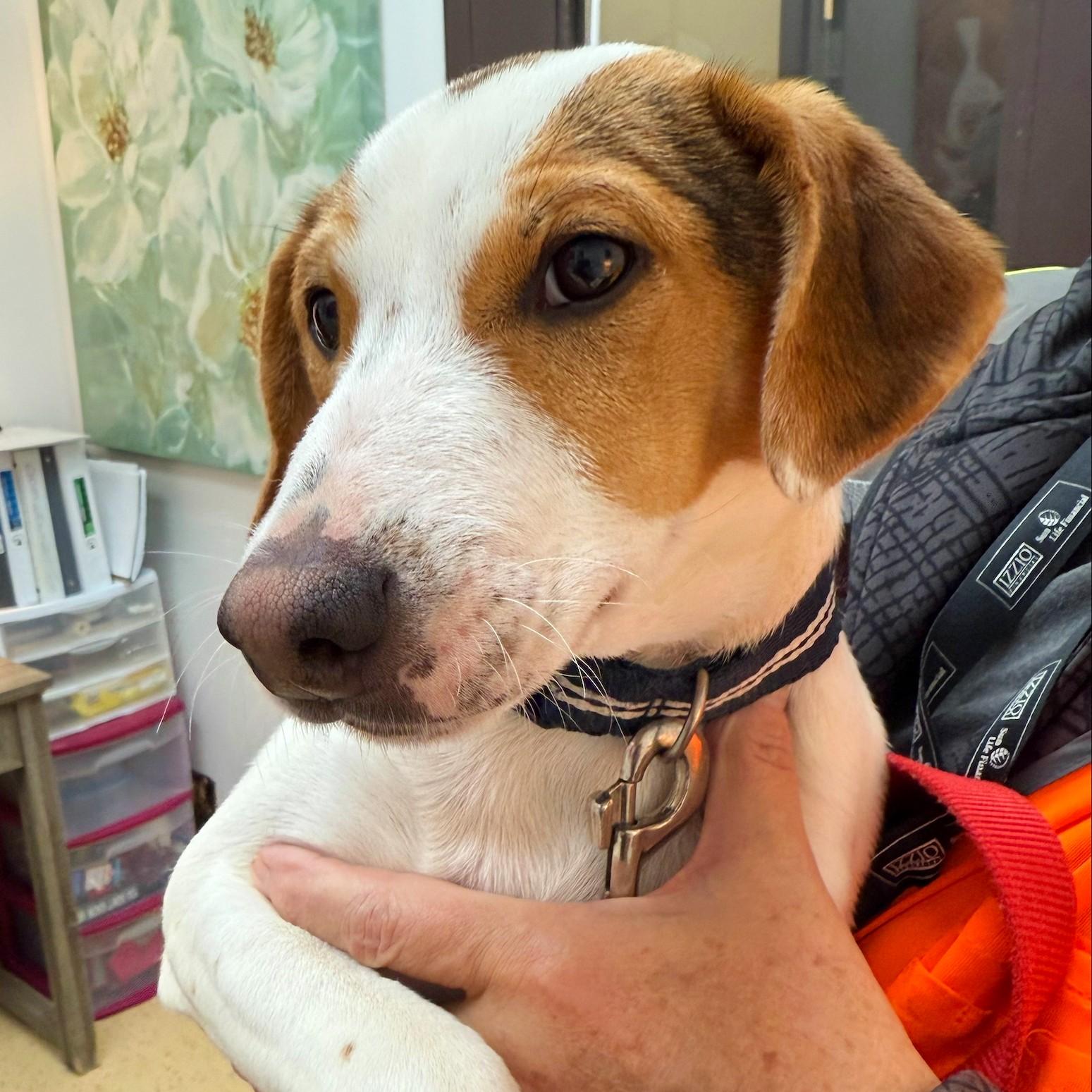 Enlarge Webster, a Adopted Mixed Breed in Collingwood, ON image 1/2