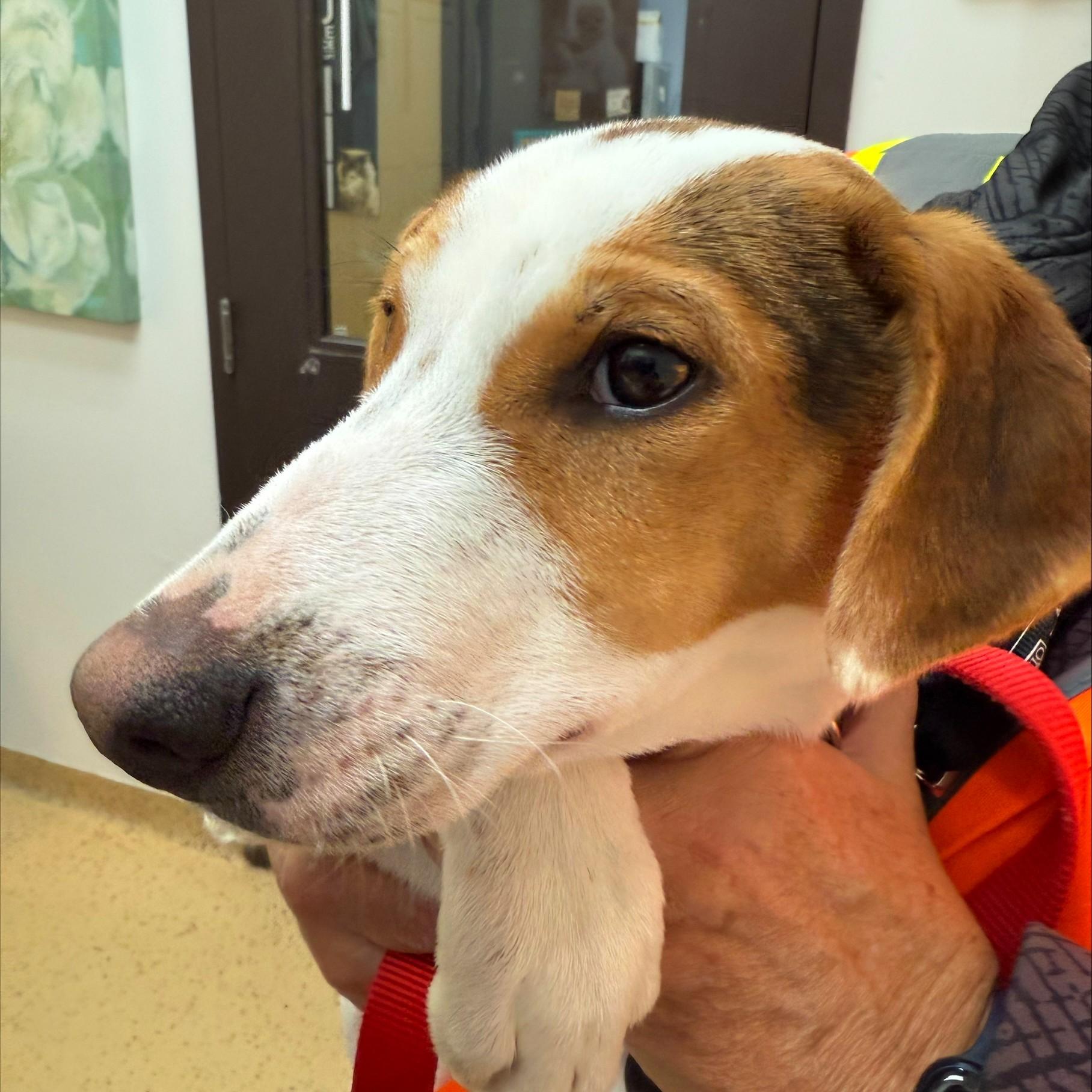 Enlarge Webster, a Adopted Mixed Breed in Collingwood, ON image 2/2