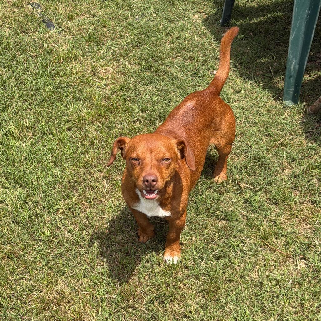 Red, Adoptable, Adult Male Chihuahua & Mixed Breed.