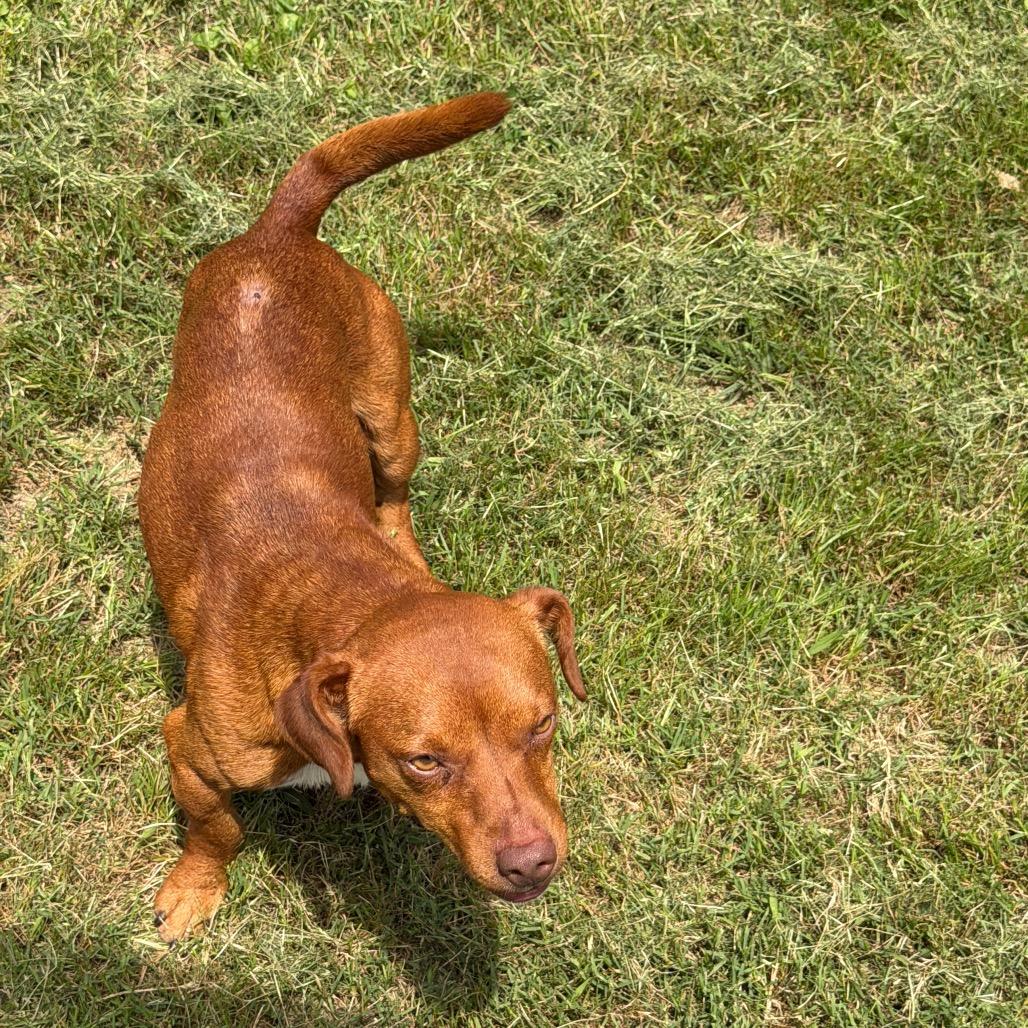 Enlarge Red, a Adoptable mixed breed in Denison, TX image 2/2