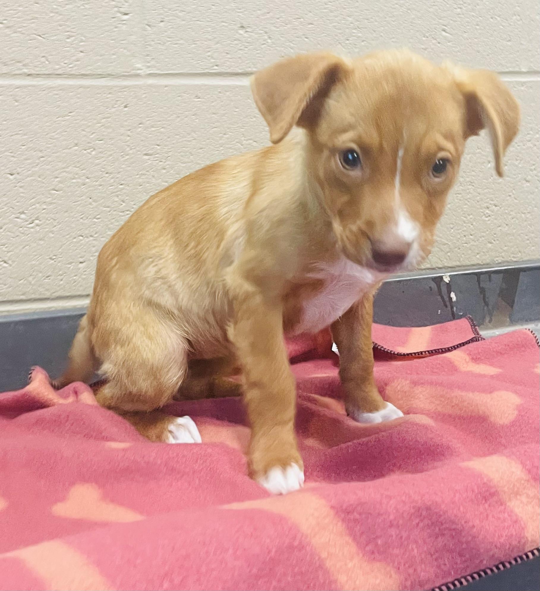 Chestnut, Adoptable, Puppy Female Terrier & Shepherd.