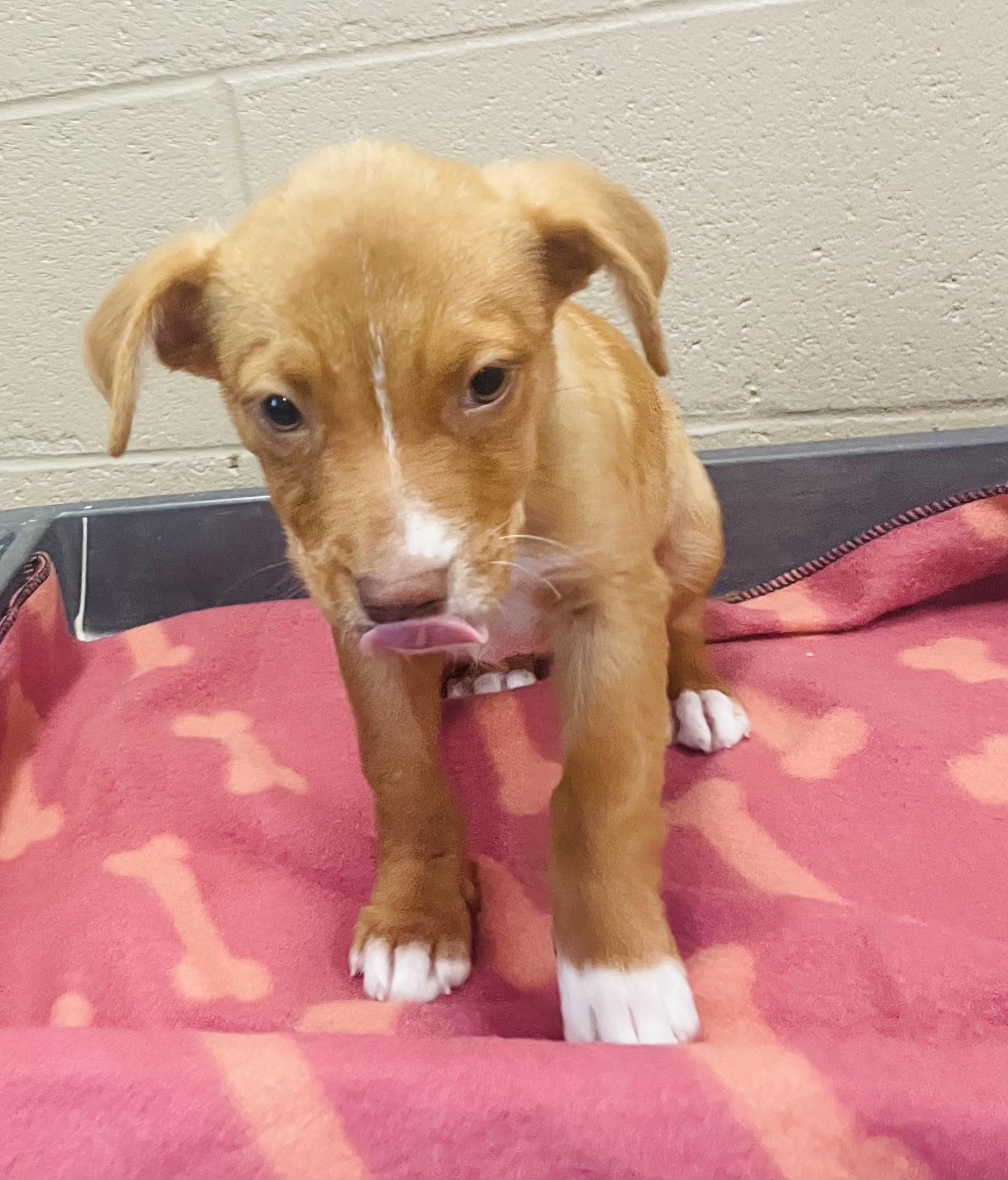 Enlarge Chestnut, a Adoptable mixed breed in Seabrook, TX image 4/4
