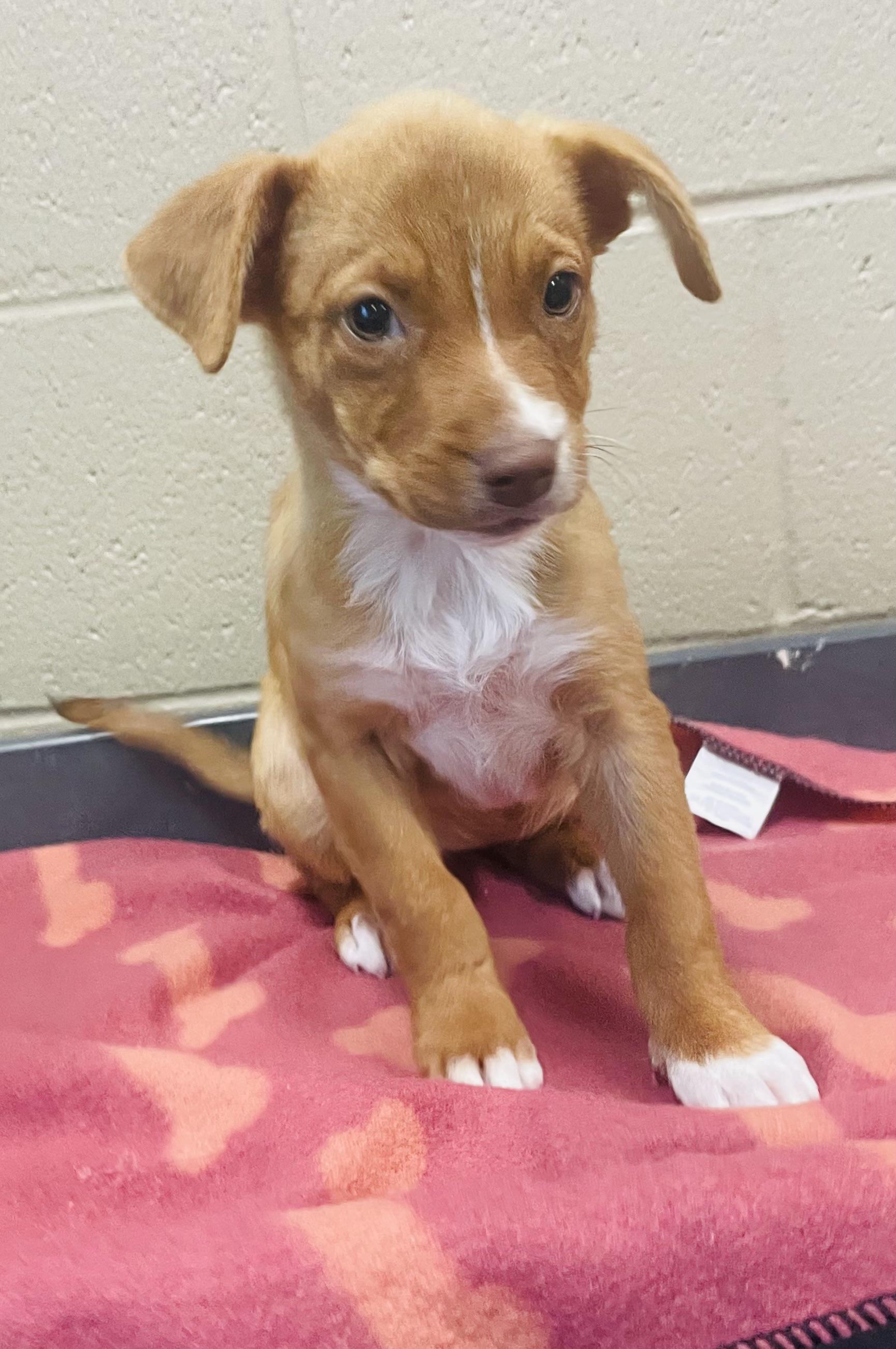 Enlarge Chestnut, a Adoptable mixed breed in Seabrook, TX image 2/4