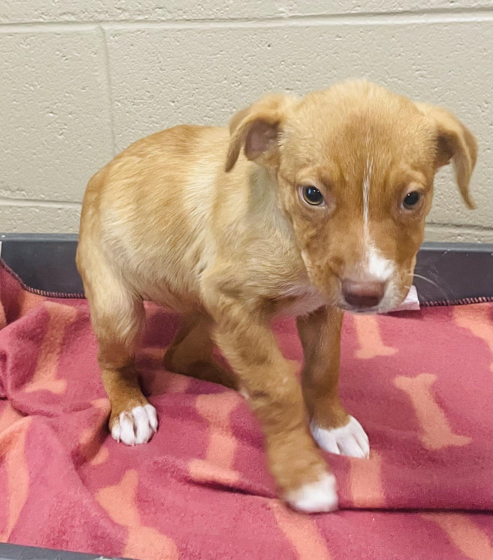 Enlarge Chestnut, a Adoptable mixed breed in Seabrook, TX image 3/4