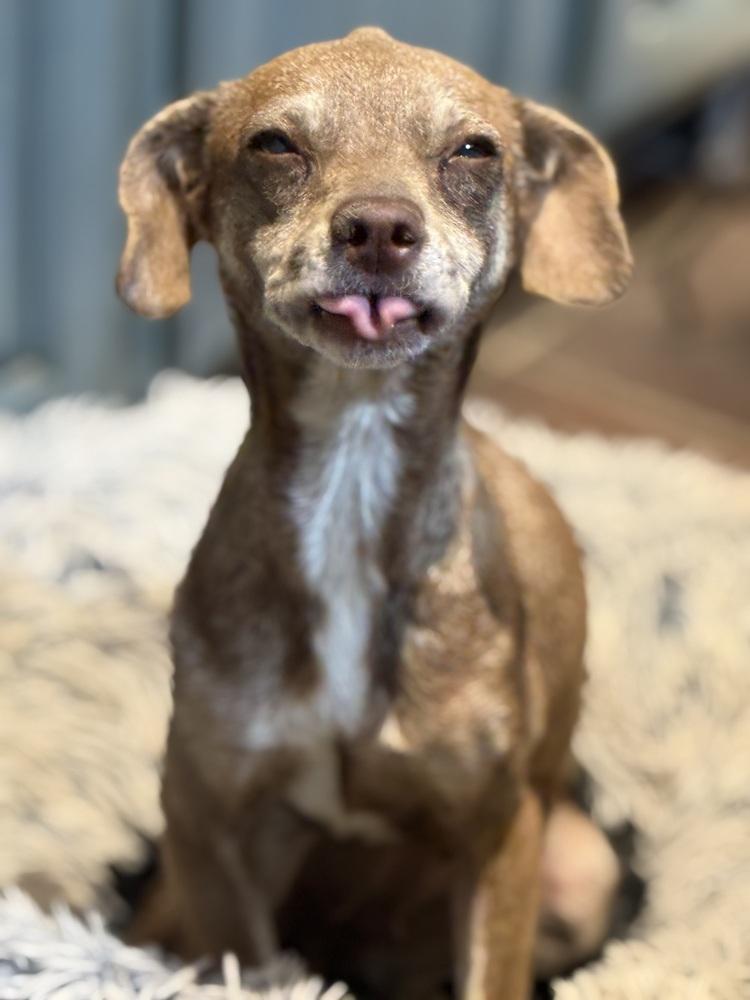 Foresaken, Adoptable, Young Female Chihuahua.