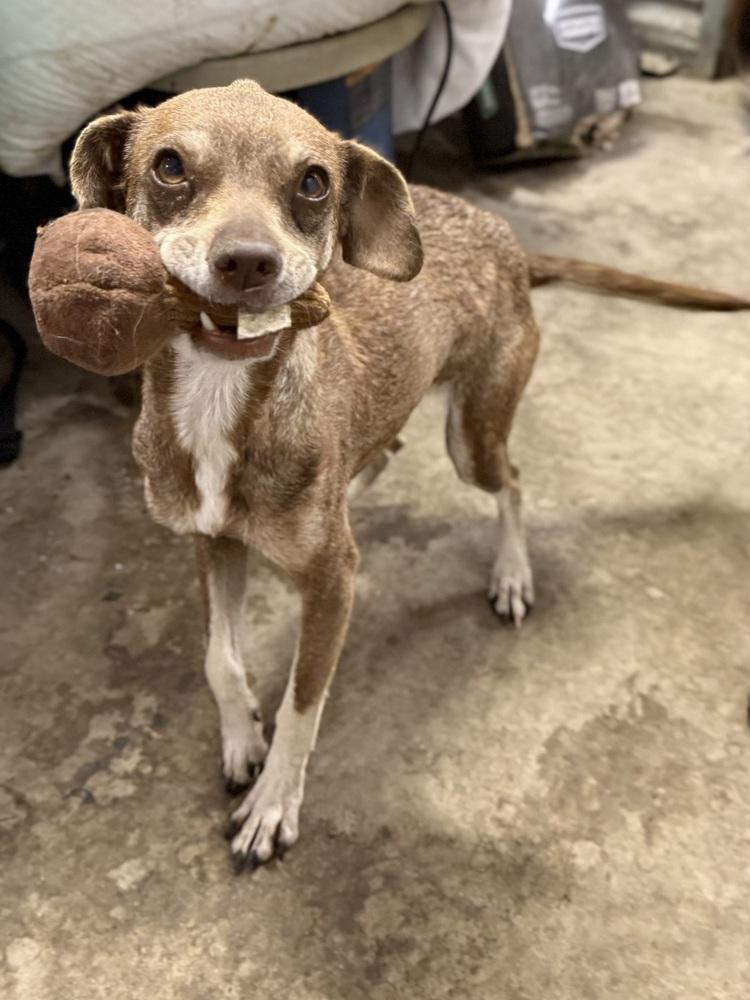 Enlarge Foresaken, a Adoptable Chihuahua in TUCSON, AZ image 2/2