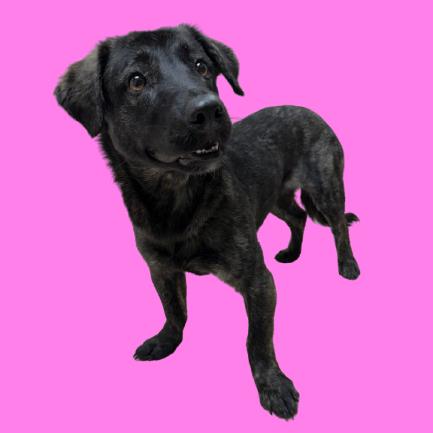 Sadie — thumbnail 2