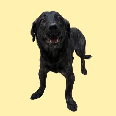 Sadie — thumbnail 3