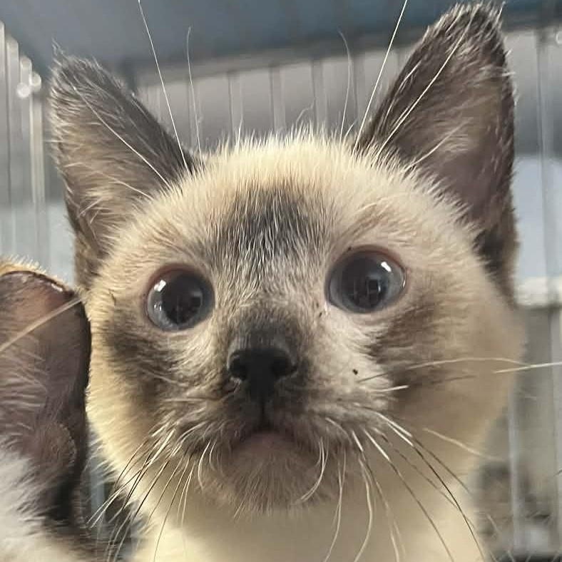 Penny — thumbnail 2