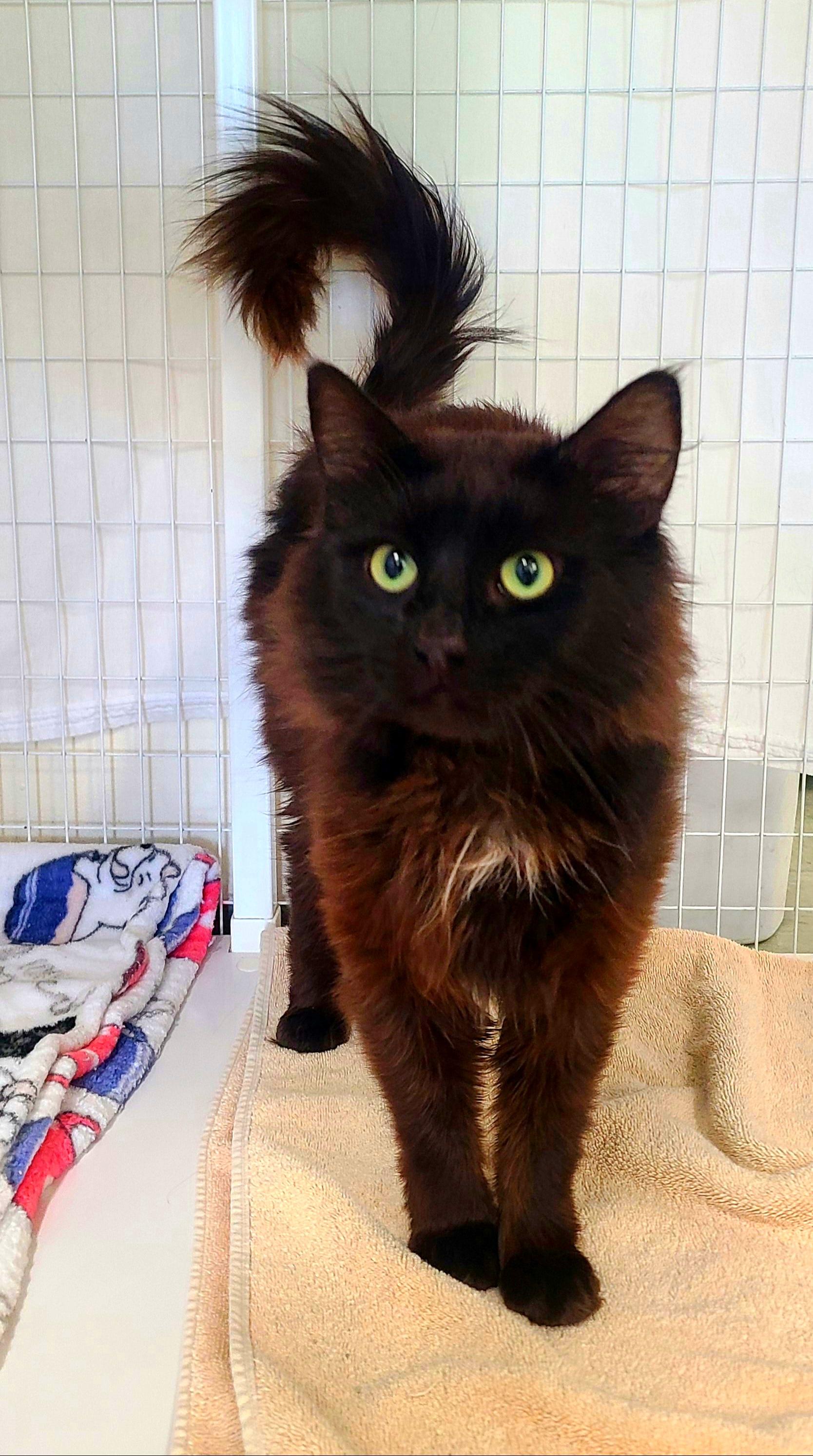 Mickey Meow, adopted, Young Female Domestic Medium Hair.