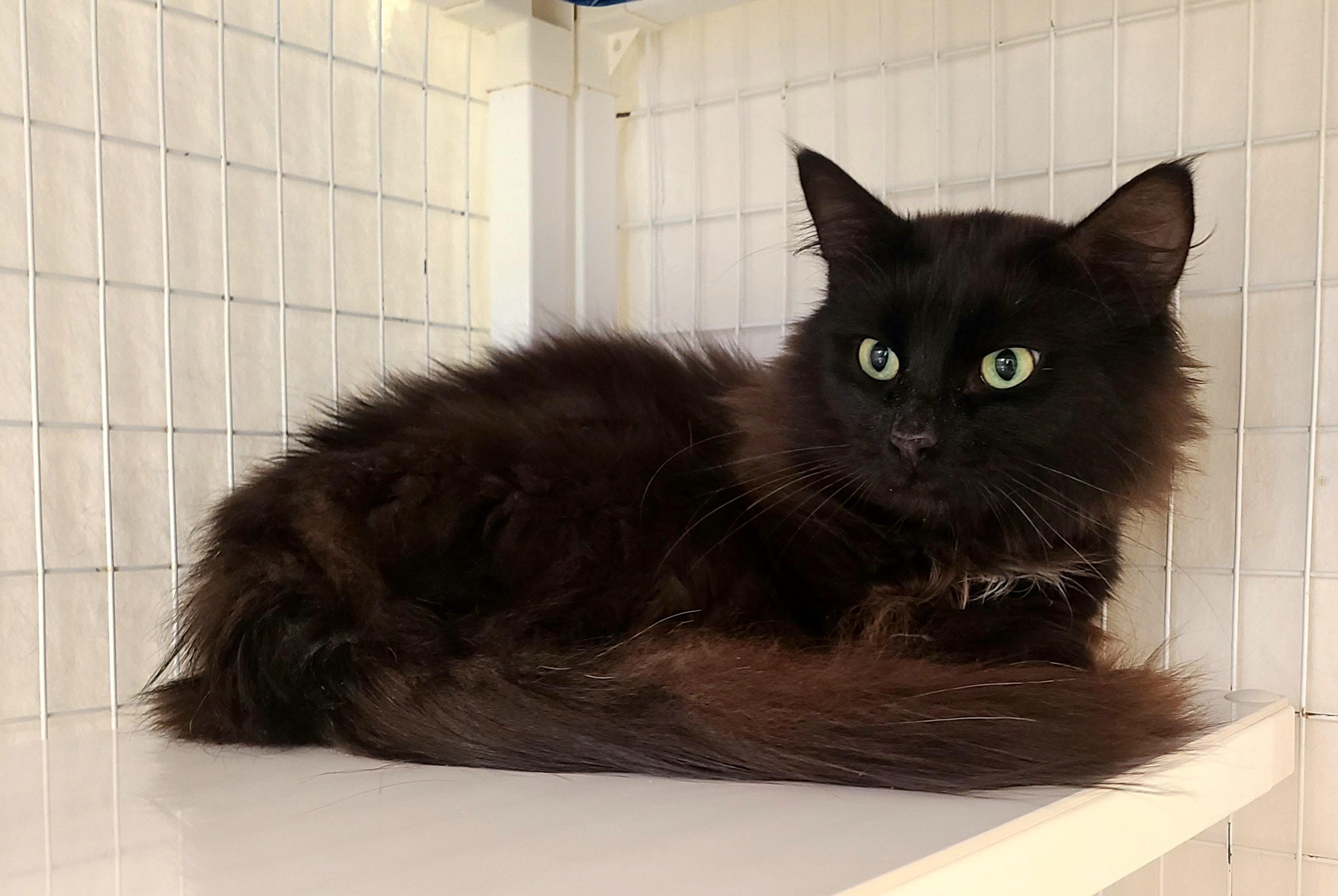 Mickey Meow, an adopted Domestic Medium Hair in Kirkland, WA image 2/2