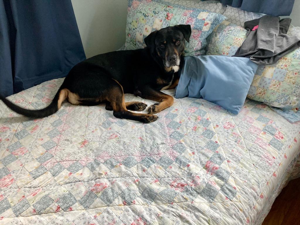 Bruce, Adoptable, Adult Male Rottweiler.