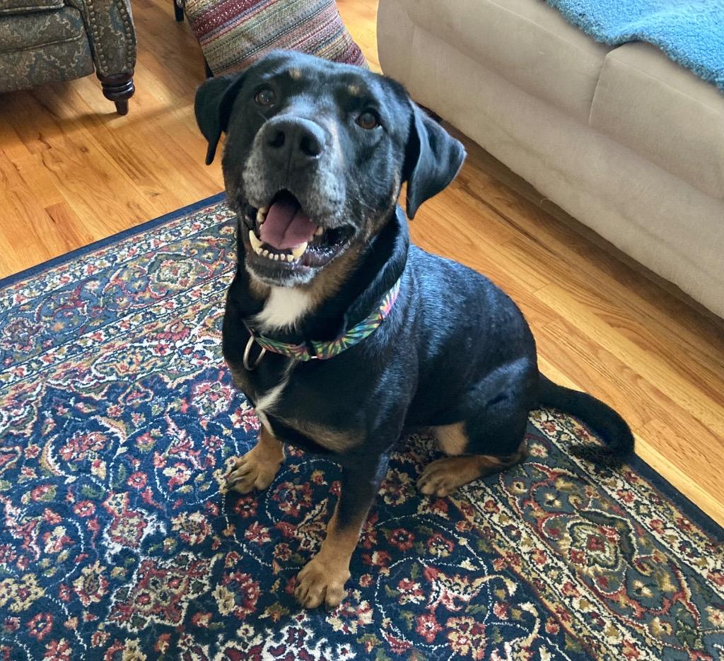 Bruce, a Adoptable Rottweiler in Liverpool, NY image 2/4