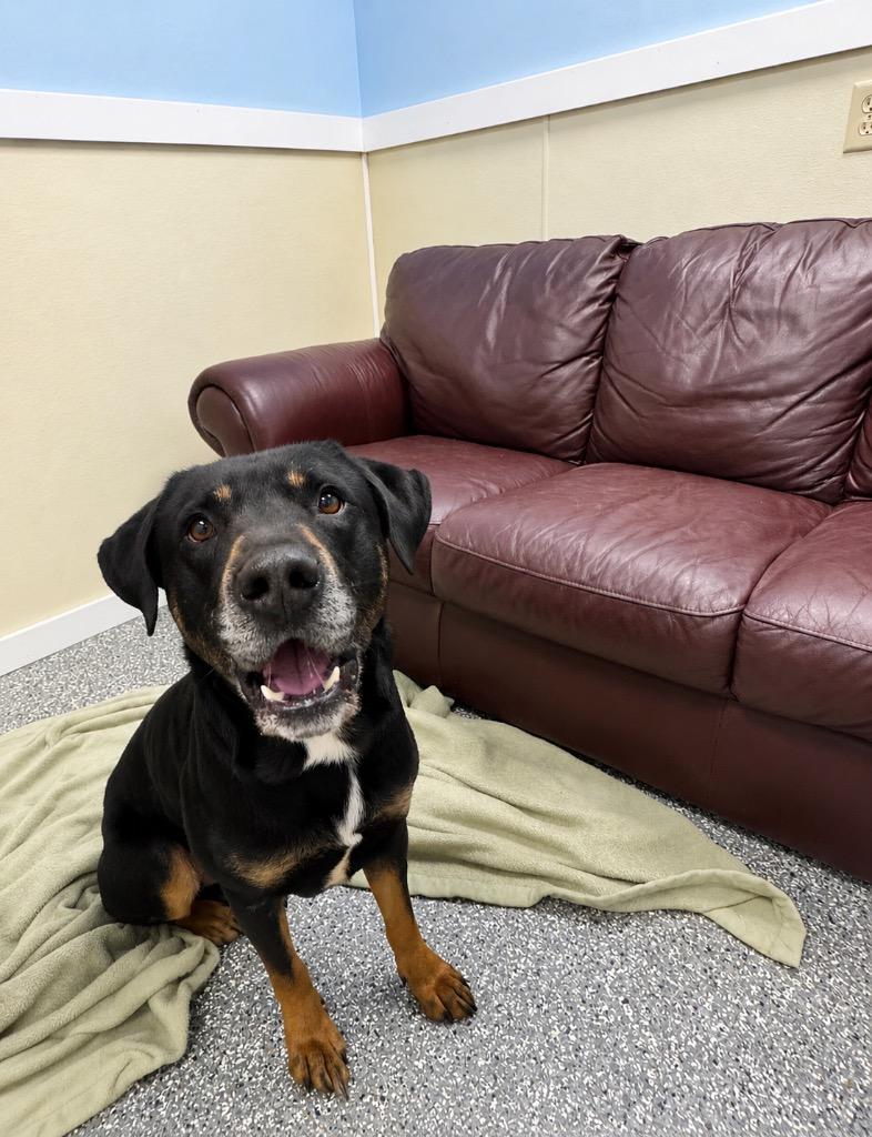 Bruce, a Adoptable Rottweiler in Liverpool, NY image 4/4